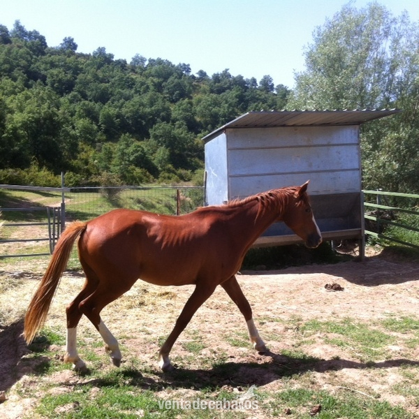 Potros machos de 1,2,3 y 4 años - Potros Caballo de Deporte Español (CDE)