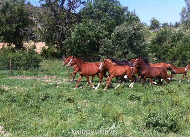 Potros machos de 1,2,3 y 4 años - Caballo de Deporte Español (CDE)