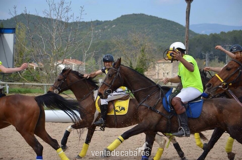 Cruzado {TYPE}