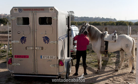 Alquiler o transporte de caballos in 
