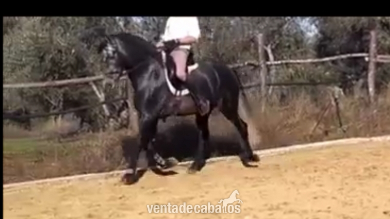 TRIANERO CA , caballo de 2012  in 