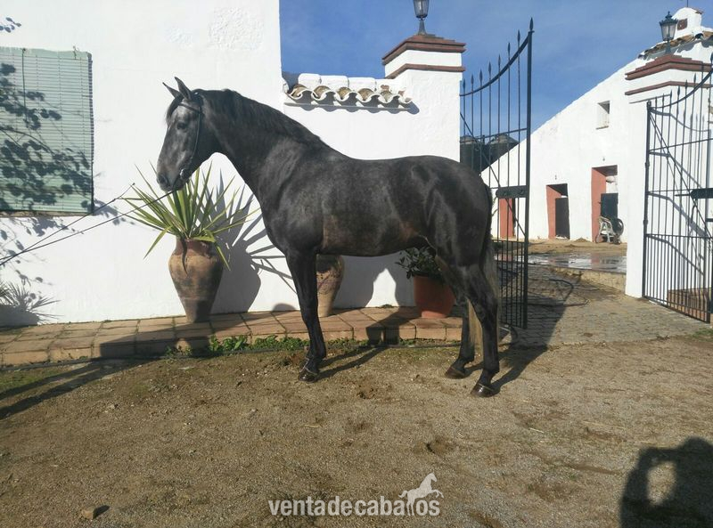 Pura Raza Española