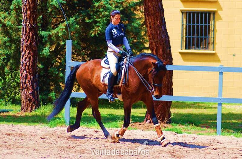 LOVELY BIG BOY PRE, AVAILABLE X ANY RIDER, ADVANCE LEVEL, SO HANDSOME! in 