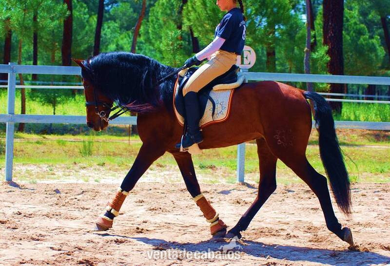 Caballos Pura Raza Española (P.R.E.) Pura Raza Española - LOVELY BIG BOY PRE, AVAILABLE X ANY RIDER, ADVANCE LEVEL, SO HANDSOME!