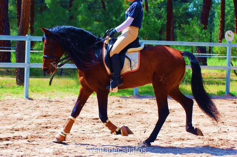 LOVELY BIG BOY PRE, AVAILABLE X ANY RIDER, ADVANCE LEVEL, SO HANDSOME! - Caballos Pura Raza Española (P.R.E.) Pura Raza Española