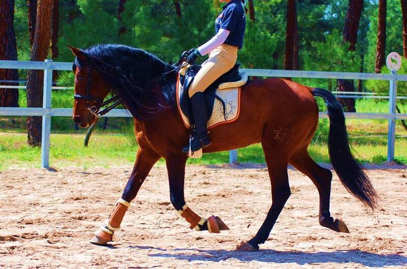 LOVELY BIG BOY PRE, AVAILABLE X ANY RIDER, ADVANCE LEVEL, SO HANDSOME! - Caballos Pura Raza Española (P.R.E.) Pura Raza Española