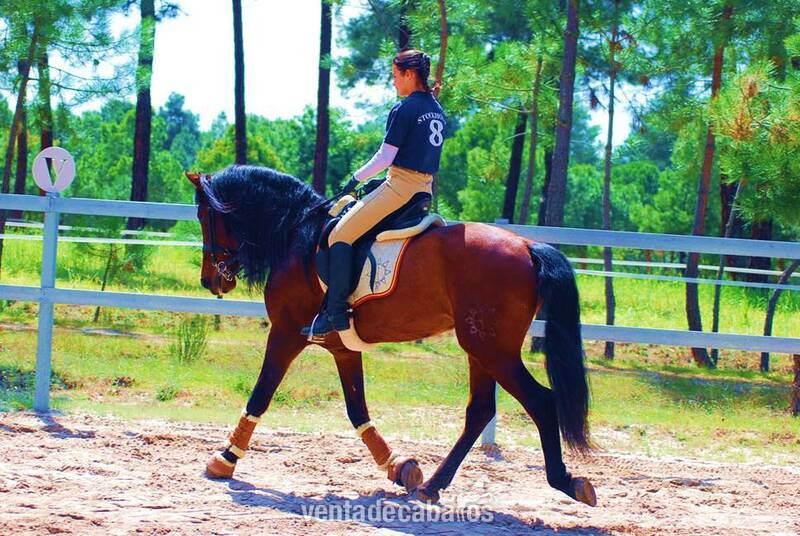LOVELY BIG BOY PRE, AVAILABLE X ANY RIDER, ADVANCE LEVEL, SO HANDSOME! - Pura Raza Española