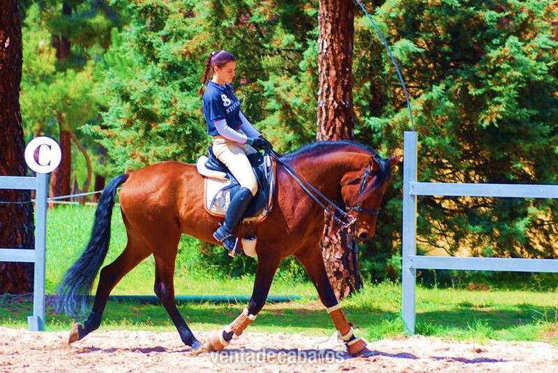 LOVELY BIG BOY PRE, AVAILABLE X ANY RIDER, ADVANCE LEVEL, SO HANDSOME! - Caballos Pura Raza Española (P.R.E.)