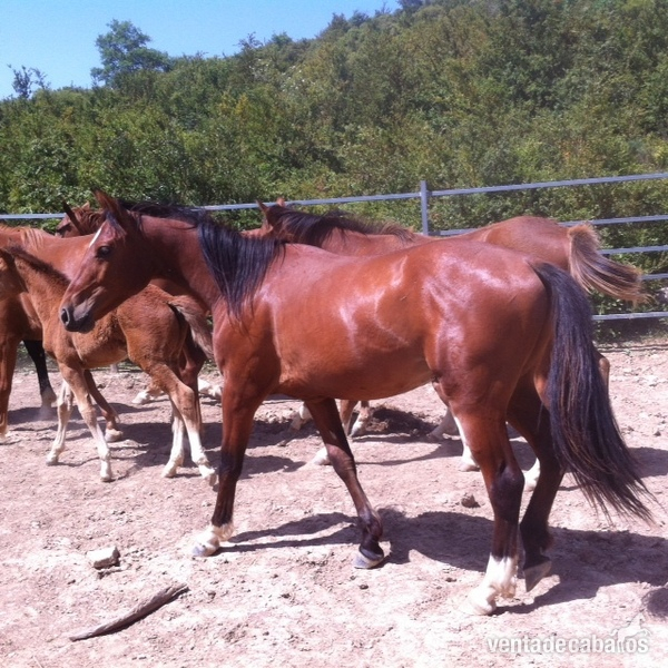 Caballo de Deporte Español (CDE)