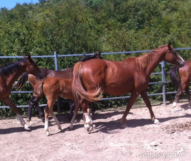 Caballo de Deporte Español (CDE) {TYPE}