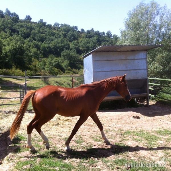 5 Yeguas madre CDE - Yeguas Caballo de Deporte Español (CDE)