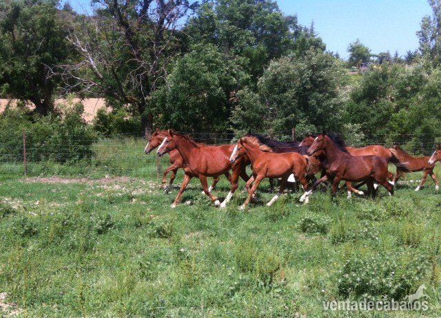 5 Yeguas madre CDE - Caballo de Deporte Español (CDE)