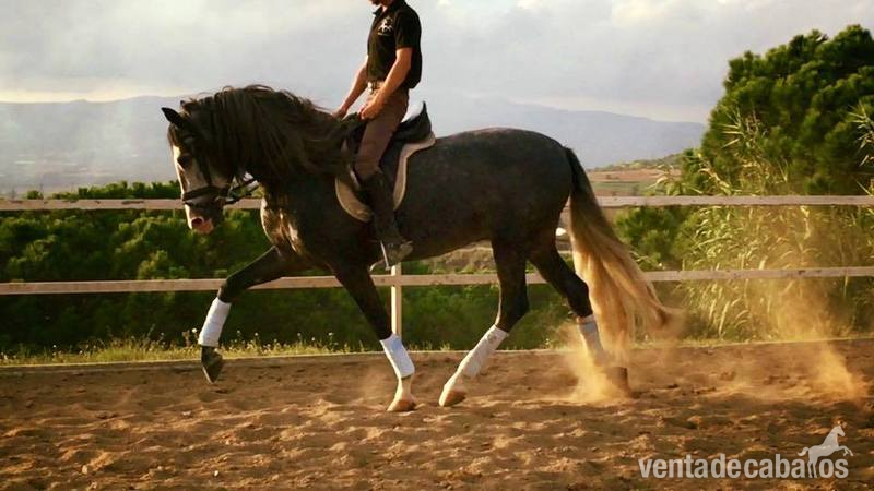 Caballos Pura Raza Española (P.R.E.) Pura Raza Española - pre hijo de digital