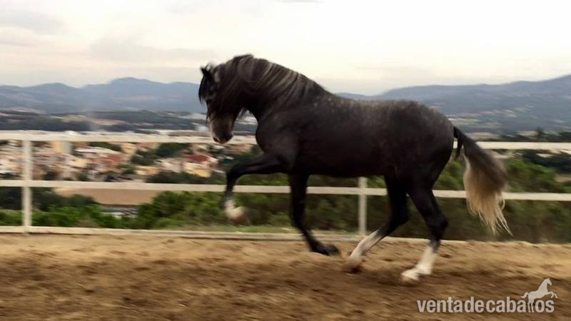 pre hijo de digital - Caballos Pura Raza Española (P.R.E.) Pura Raza Española