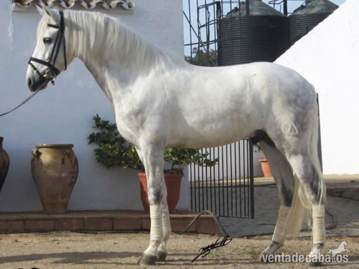 Pura Raza Española {TYPE}