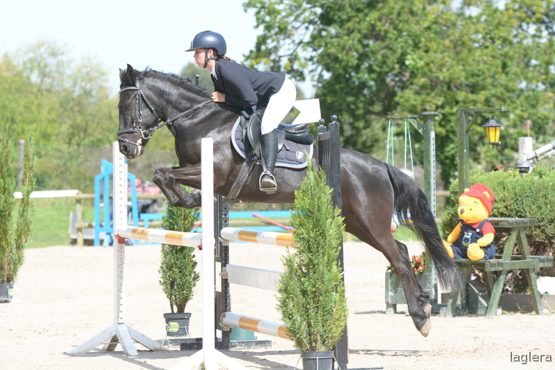 Poni de Competicion / Deporte {TYPE}