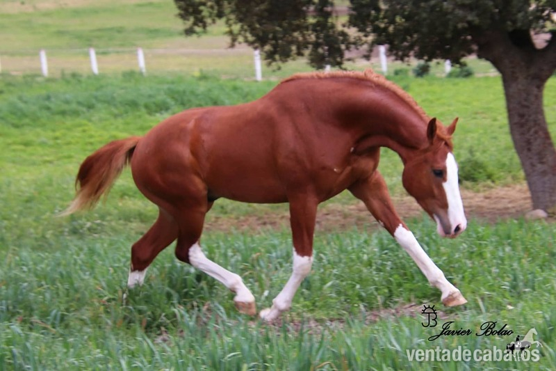 Caballo de Deporte Español (CDE)