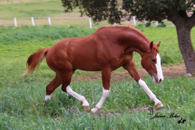 Caballo de Deporte Español (CDE)