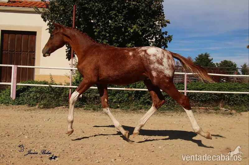 Caballo de Deporte Español (CDE) {TYPE}