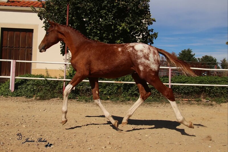 Caballo de Deporte Español (CDE) {TYPE}