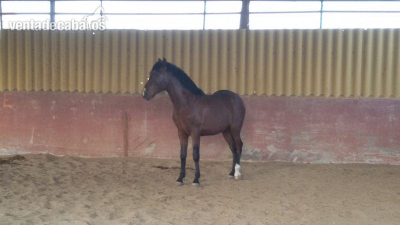 caballo en venta in 