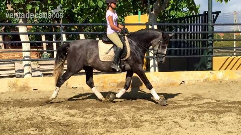 Caballos Pura Raza Española (P.R.E.) Pura Raza Española - pre linea fuego de cardenas