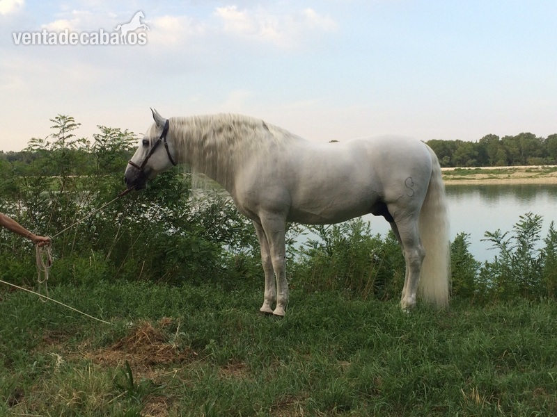 Caballos Pura Raza Española (P.R.E.) Cartujano - YEGUA VENDE LOTE DE YEGUAS TORDAS