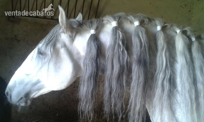 YEGUA VENDE LOTE DE YEGUAS TORDAS - Caballos Pura Raza Española (P.R.E.) Cartujano