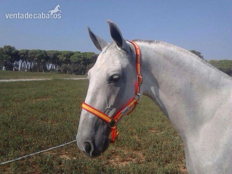 YEGUA VENDE LOTE DE YEGUAS TORDAS - Cartujano