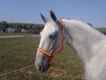 YEGUA VENDE LOTE DE YEGUAS TORDAS