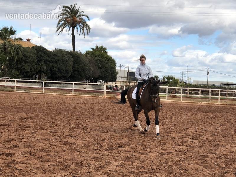 Caballo Yeguada Paco Ballester (PRE) Castrado en Valencia in 
