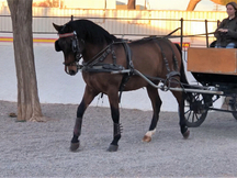 Caballo Yeguada Paco Ballester (PRE) Castrado en Valencia