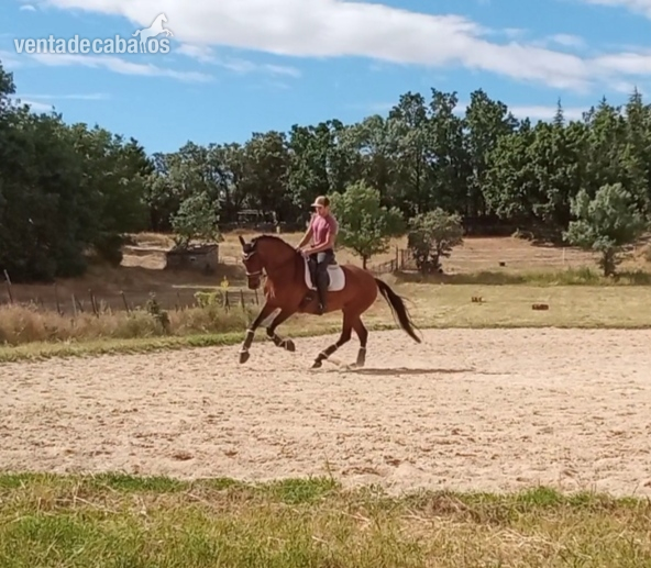 Caballos Pura Raza Española (P.R.E.) PRE - Extraordinaria yegua de 6 años