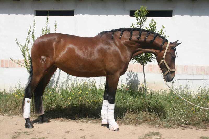 Extraordinaria yegua de 6 años - Caballos Pura Raza Española (P.R.E.) PRE