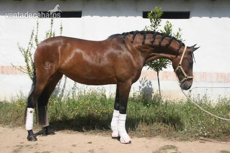 Extraordinaria yegua de 6 años - Caballos Pura Raza Española (P.R.E.) PRE