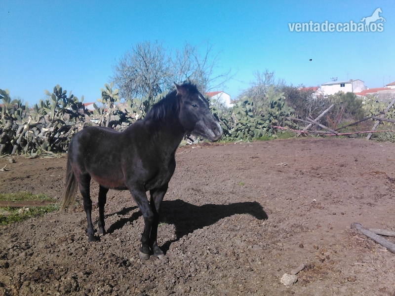 Se vende potro hispano-árabe in 
