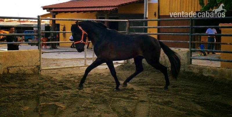 potro pre negro in 