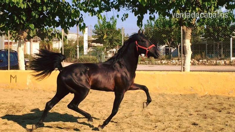 Pura Raza Española {TYPE}