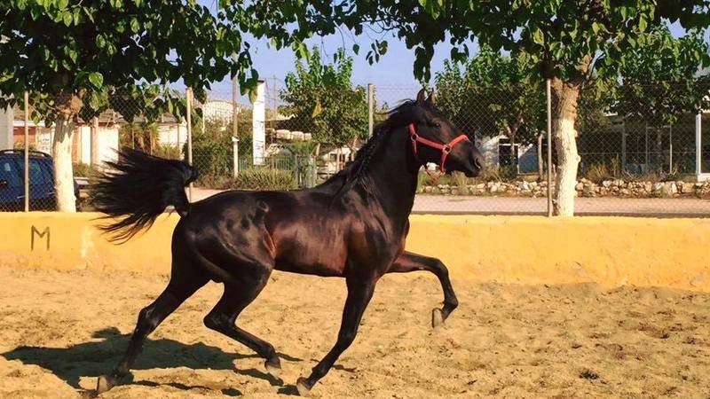 Pura Raza Española {TYPE}