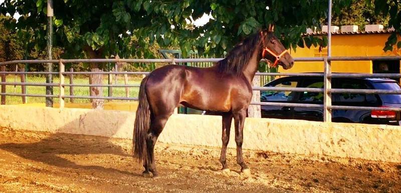 Caballos Pura Raza Española (P.R.E.) Pura Raza Española - potro pre negro