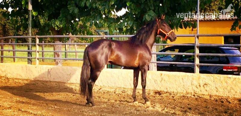 Caballos Pura Raza Española (P.R.E.) Pura Raza Española - potro pre negro