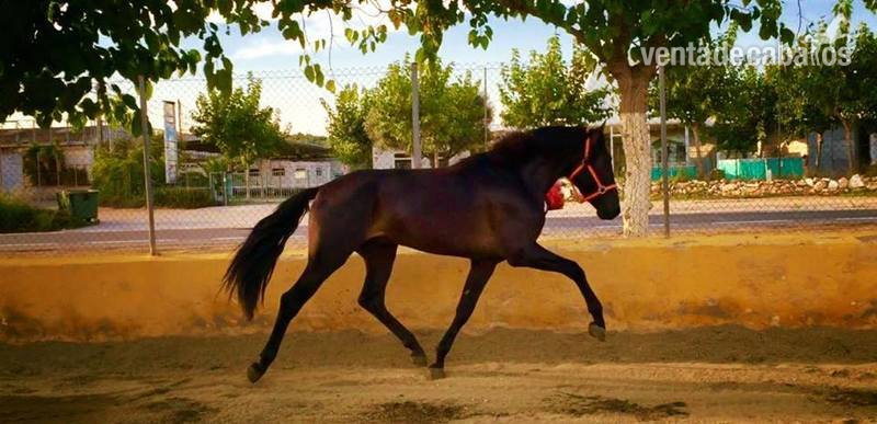 potro pre negro - Caballos Pura Raza Española (P.R.E.) Pura Raza Española