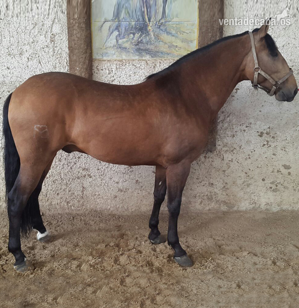 Lusitano en la Sierra de Madrid in 