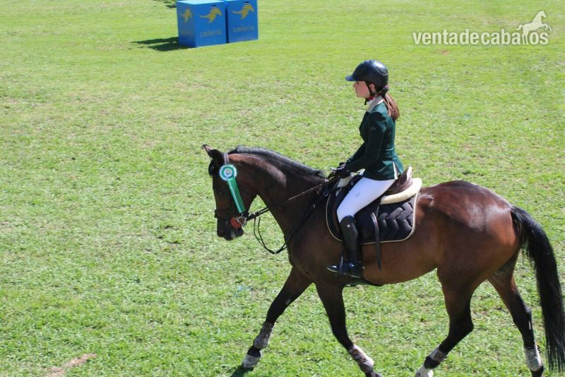 Caballo de Deporte Español (CDE)