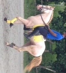 Vendo caballo cremello portugues in 