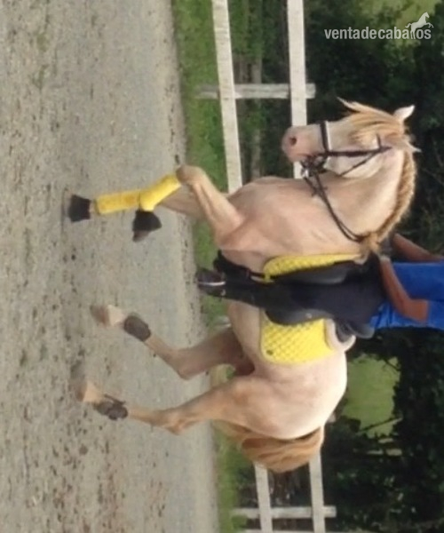 Lusitano