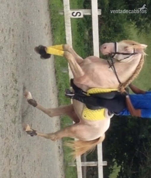 Lusitano {TYPE}