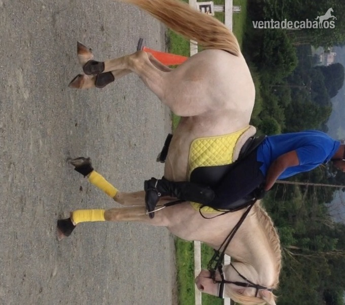 Caballos Enteros Lusitano - Vendo caballo cremello portugues