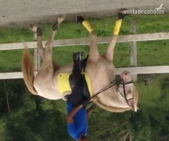 Vendo caballo cremello portugues - Caballos Enteros Lusitano