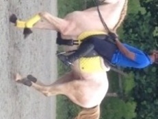 Vendo caballo cremello portugues